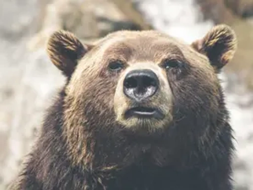 bear.webp