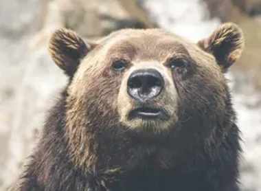bear.webp