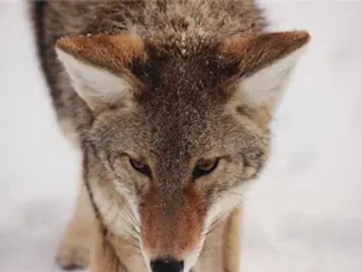 Fox.webp